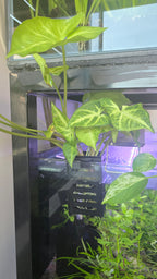 Plant Holder