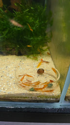 Glass Feeding Dish