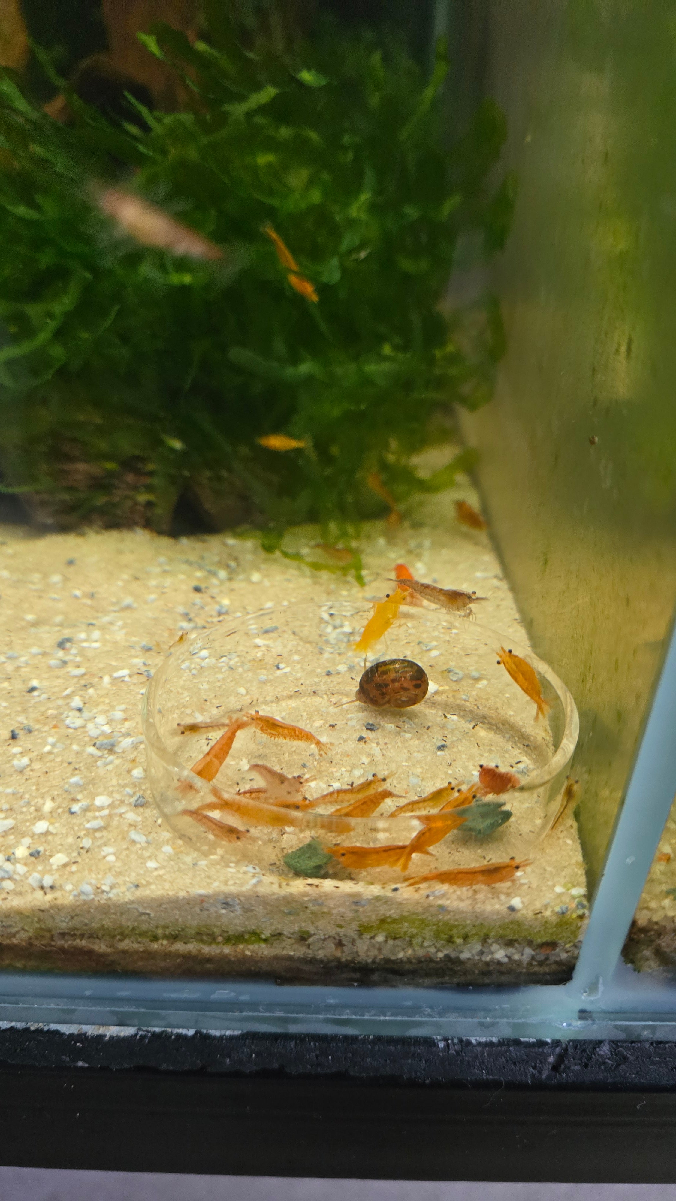 Glass Feeding Dish