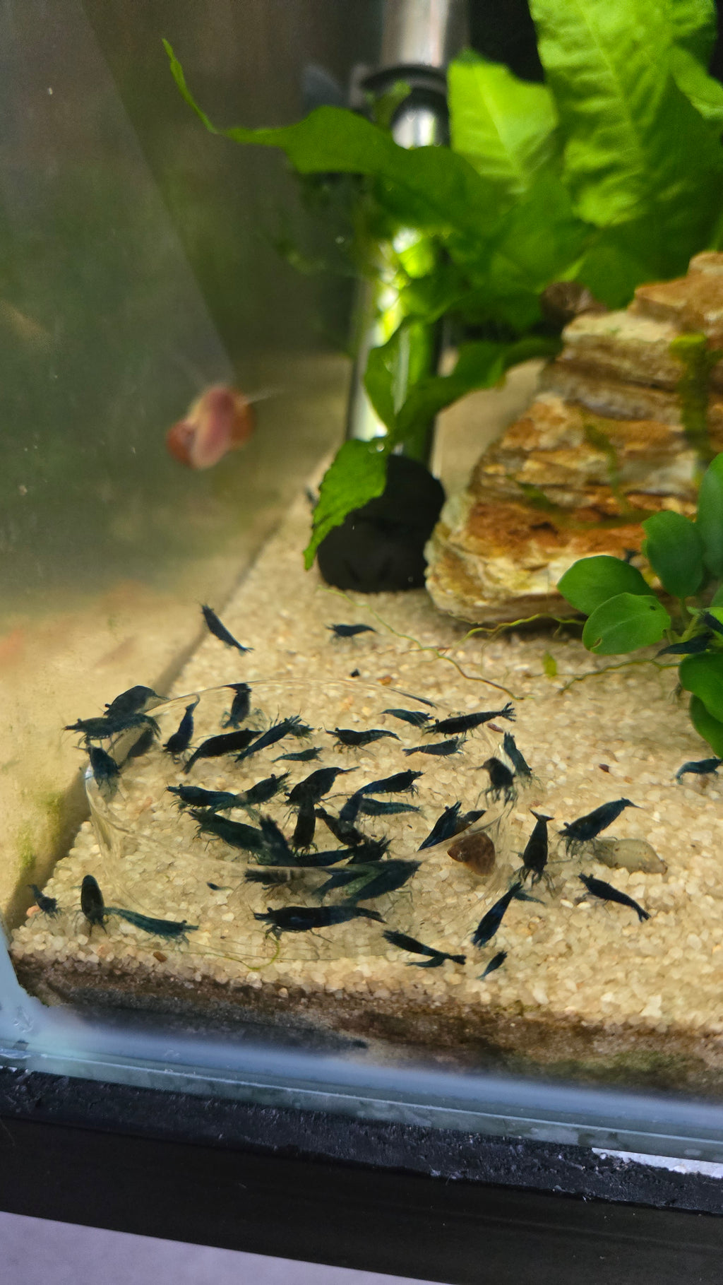 Glass Feeding Dish