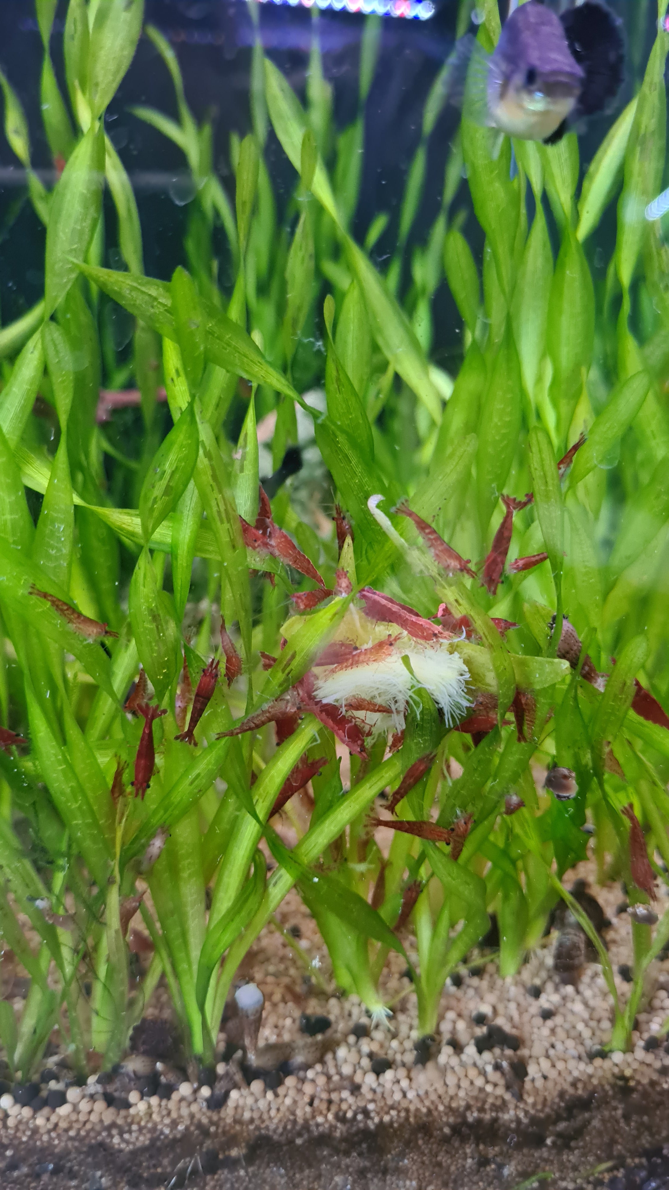 Red Cherry shrimp - Neocaridina