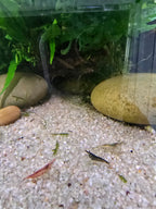 Mixed Low grade Cull Shrimp 10 pack - Neocaridina