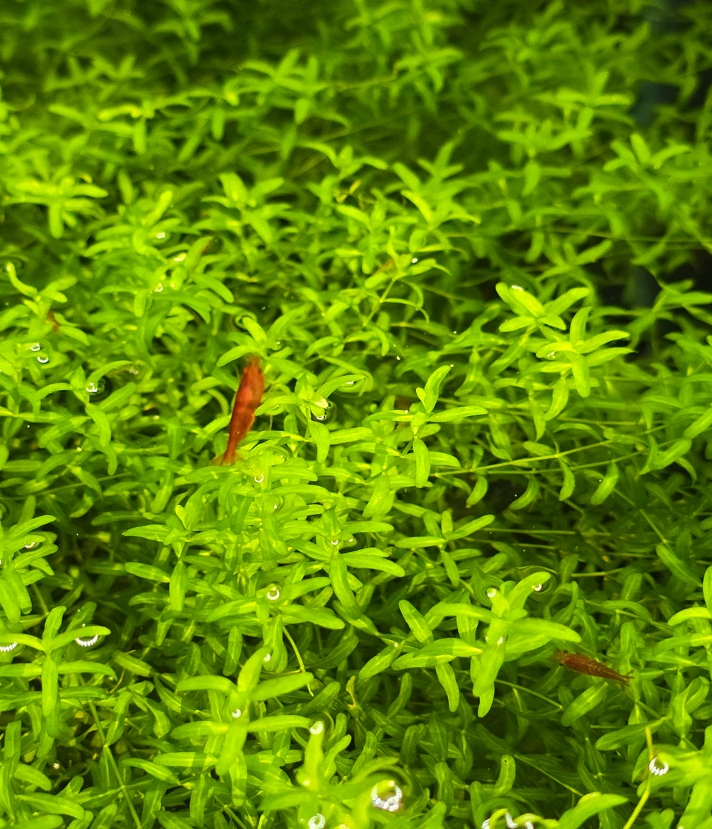 Red Cherry shrimp - Neocaridina