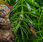 Red Cherry shrimp - Neocaridina