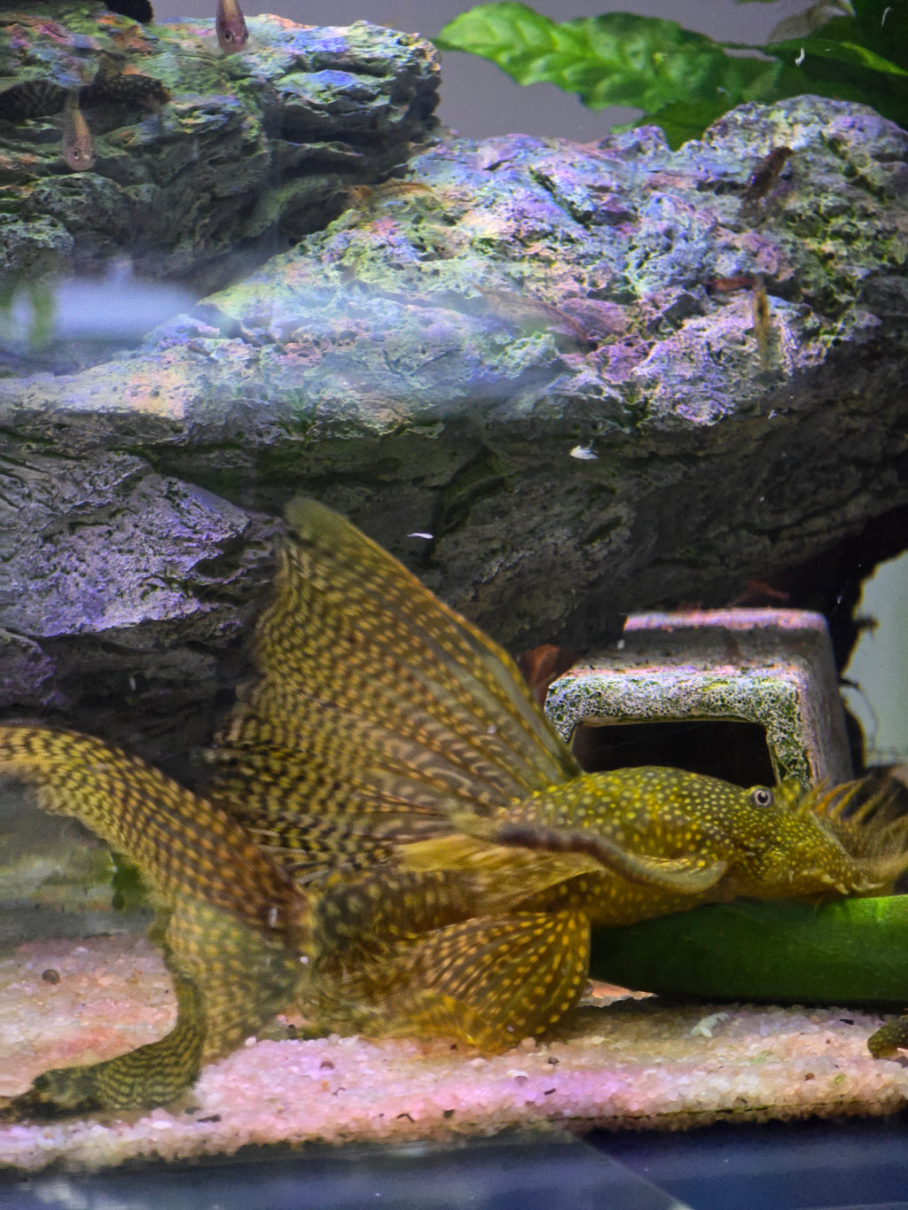Chocolate Bristlenose Pleco (Longfin)