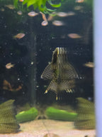 Chocolate Bristlenose Pleco (Longfin)