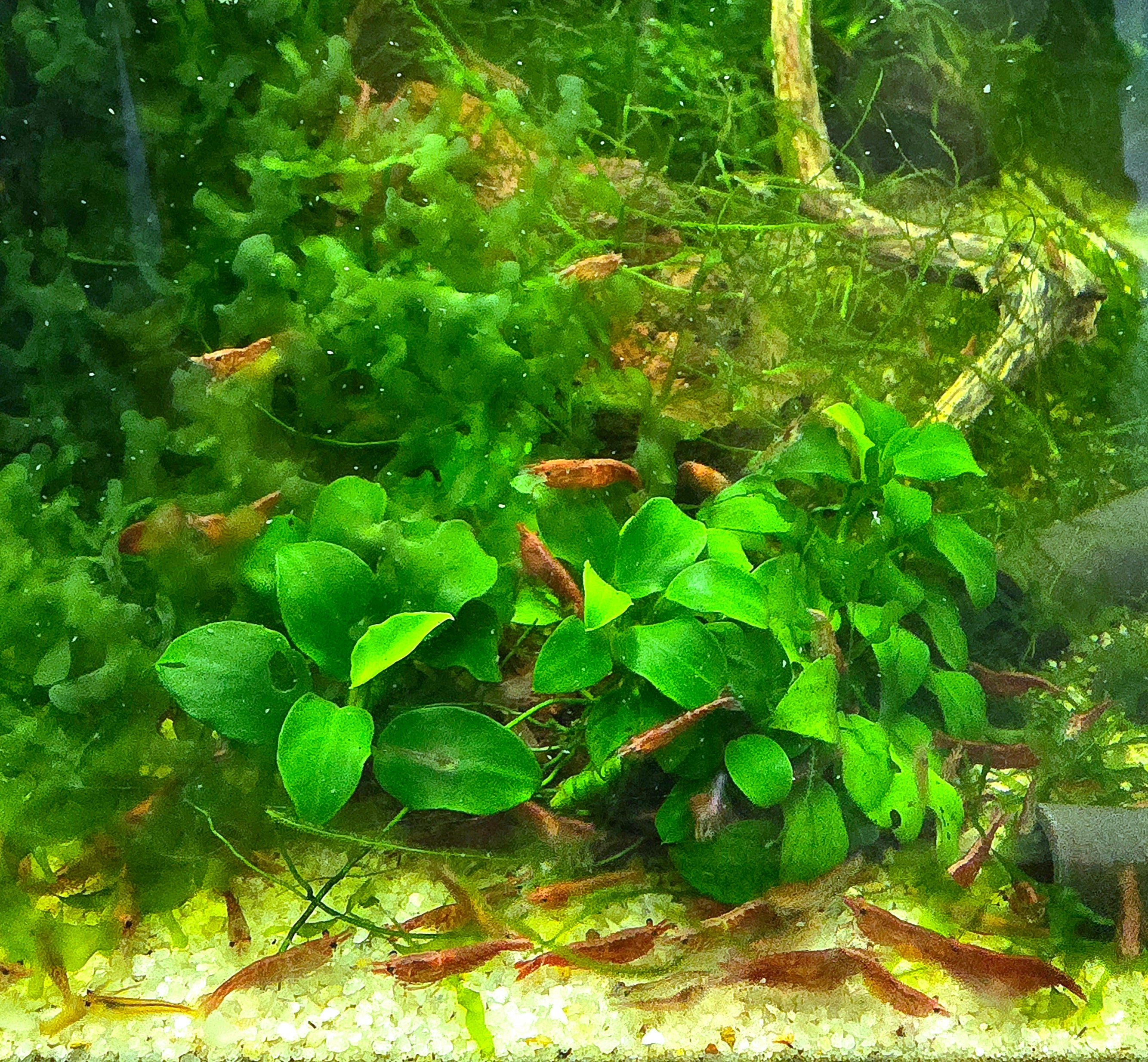 Red Cherry shrimp - Neocaridina