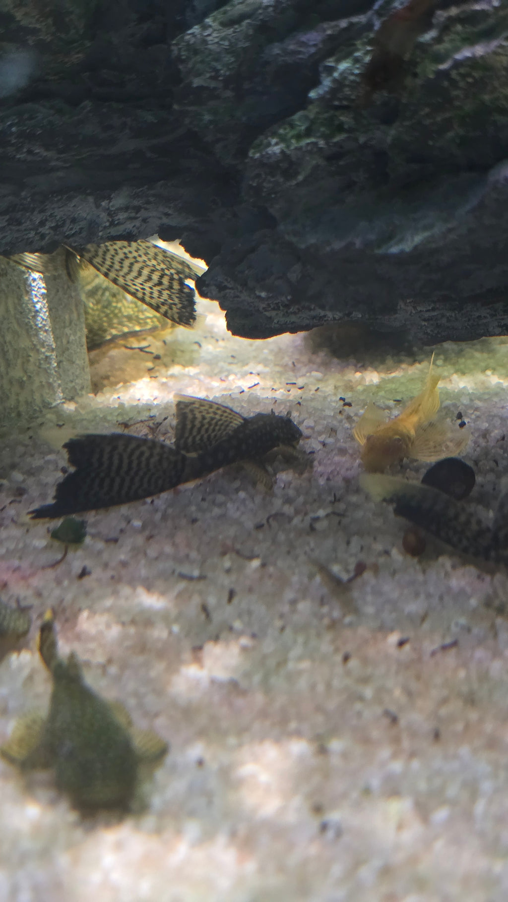 Chocolate Bristlenose Pleco (Longfin)