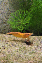 Pumpkin shrimp - Neocaridina