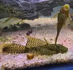 Chocolate Bristlenose Pleco (Longfin)