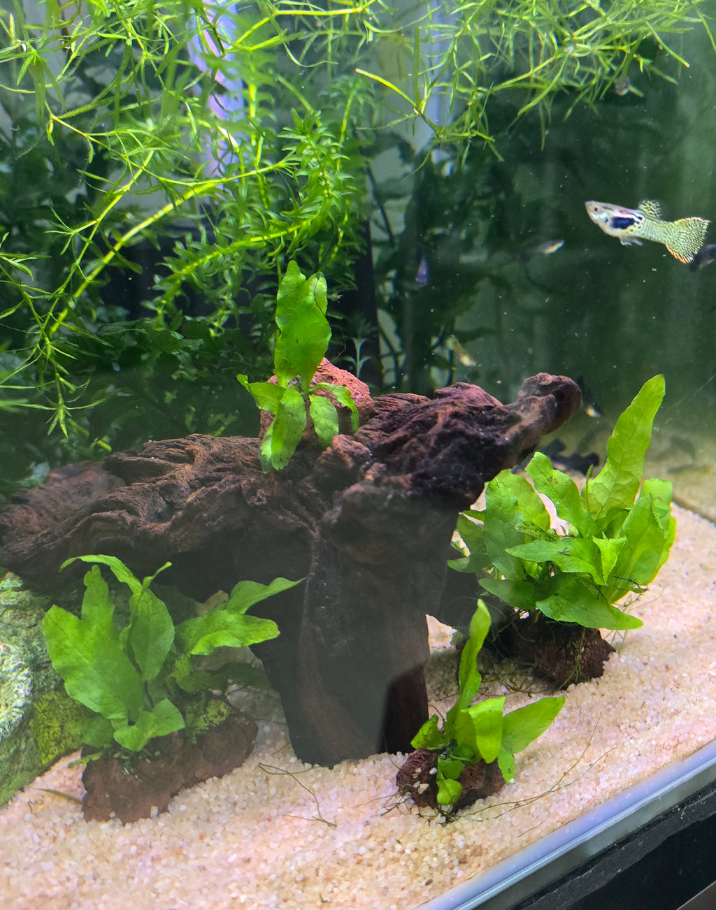 Java fern on Lava rock