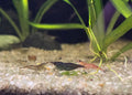 Mixed Low grade Cull Shrimp 10 pack - Neocaridina