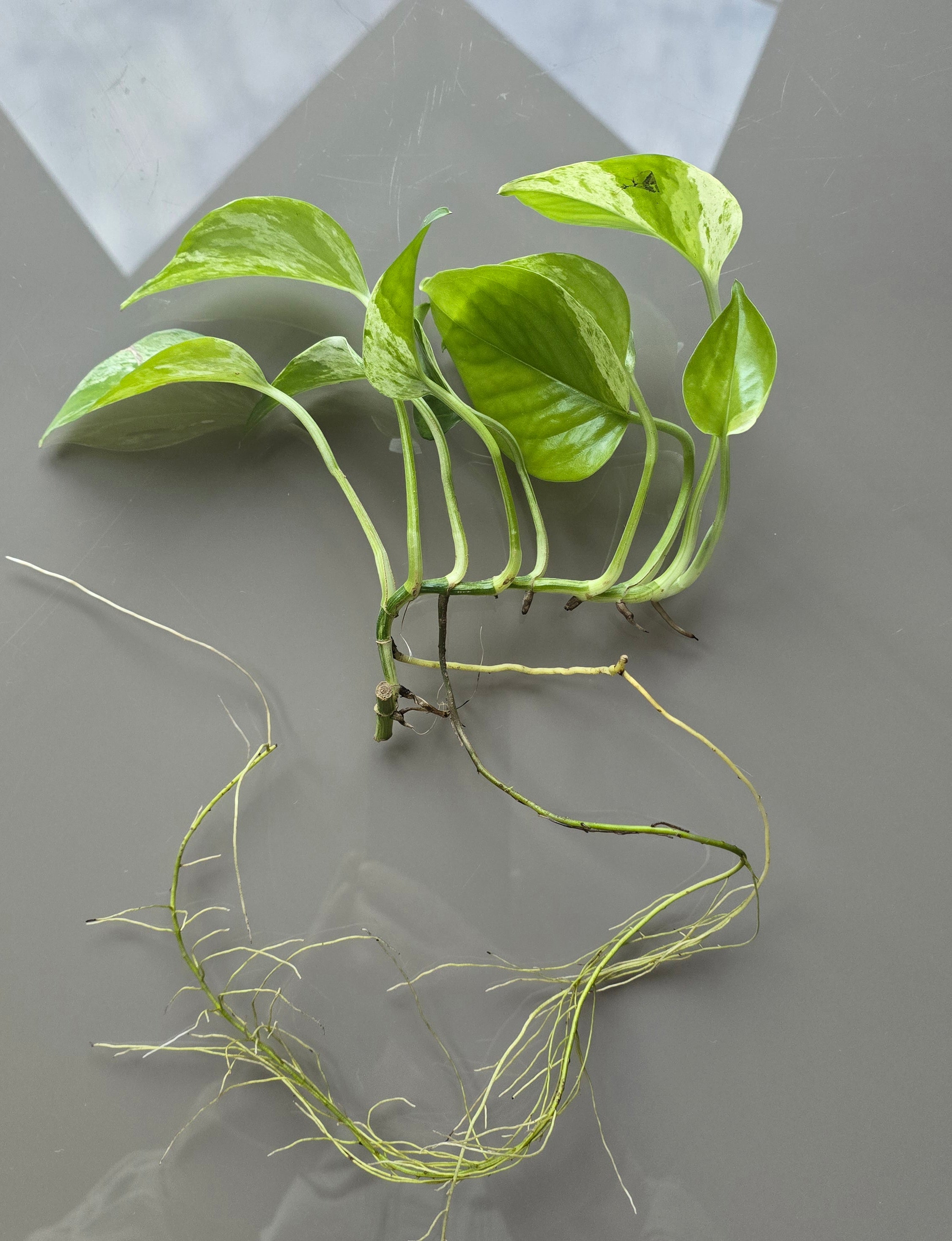 Marble Queen Pothos (Epipremnum aureum)