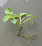Marble Queen Pothos (Epipremnum aureum)