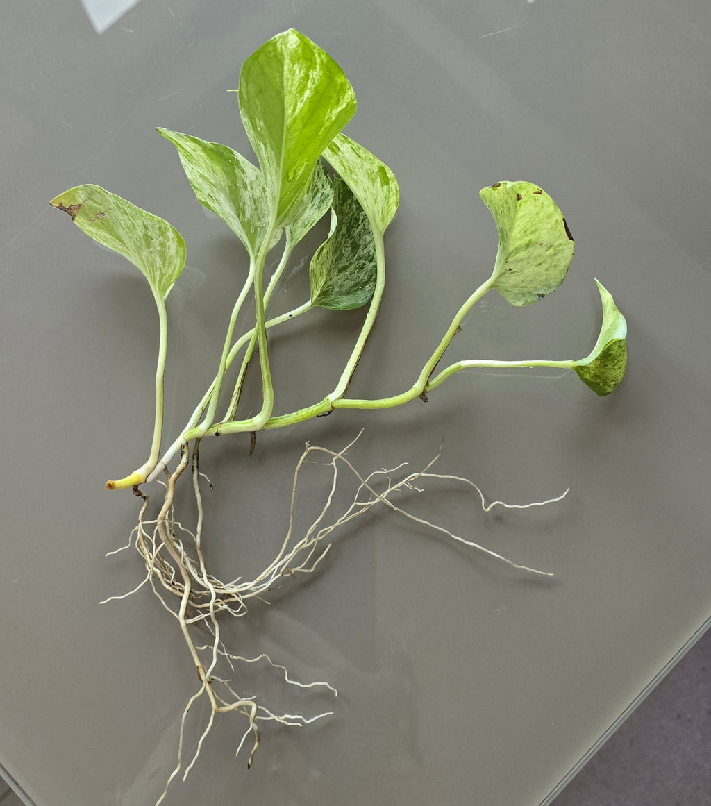 Marble Queen Pothos (Epipremnum aureum)