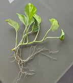 Marble Queen Pothos (Epipremnum aureum)