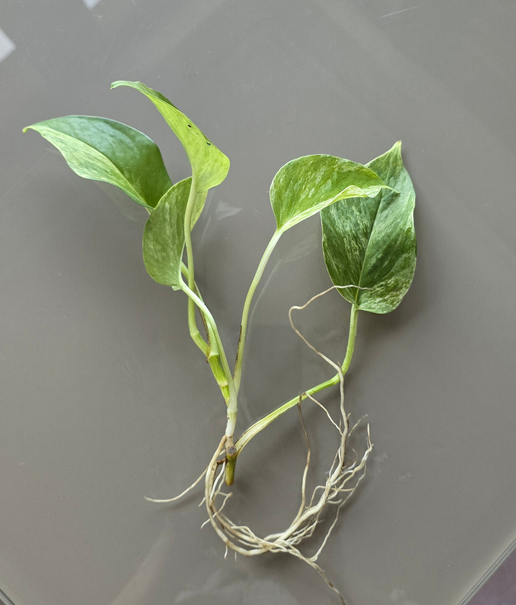 Marble Queen Pothos (Epipremnum aureum)