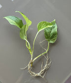 Marble Queen Pothos (Epipremnum aureum)