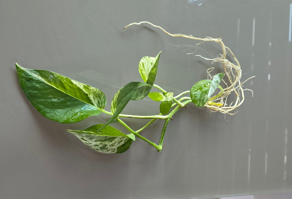Marble Queen Pothos (Epipremnum aureum)