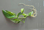 Marble Queen Pothos (Epipremnum aureum)