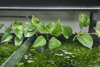 Marble Queen Pothos (Epipremnum aureum)