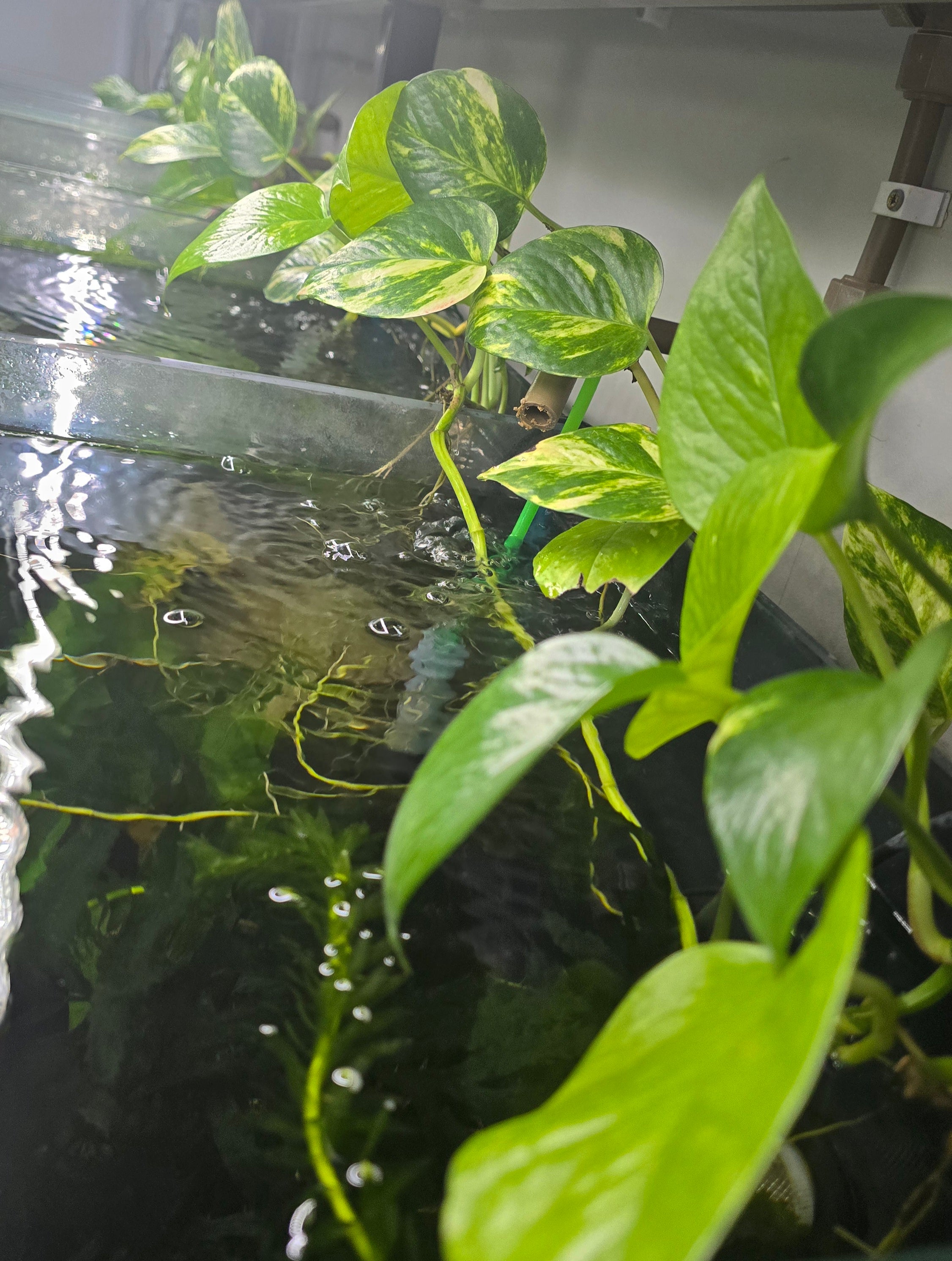 Marble Queen Pothos (Epipremnum aureum)