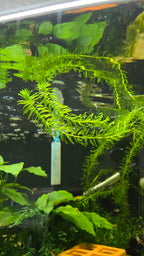 Elodea
