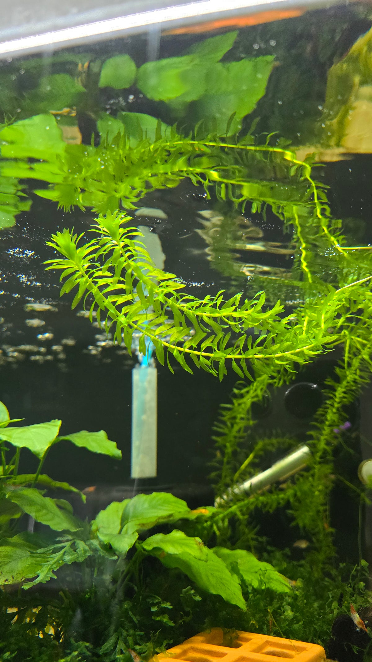 Elodea
