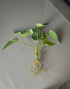Flamingo Flower (Anthurium)