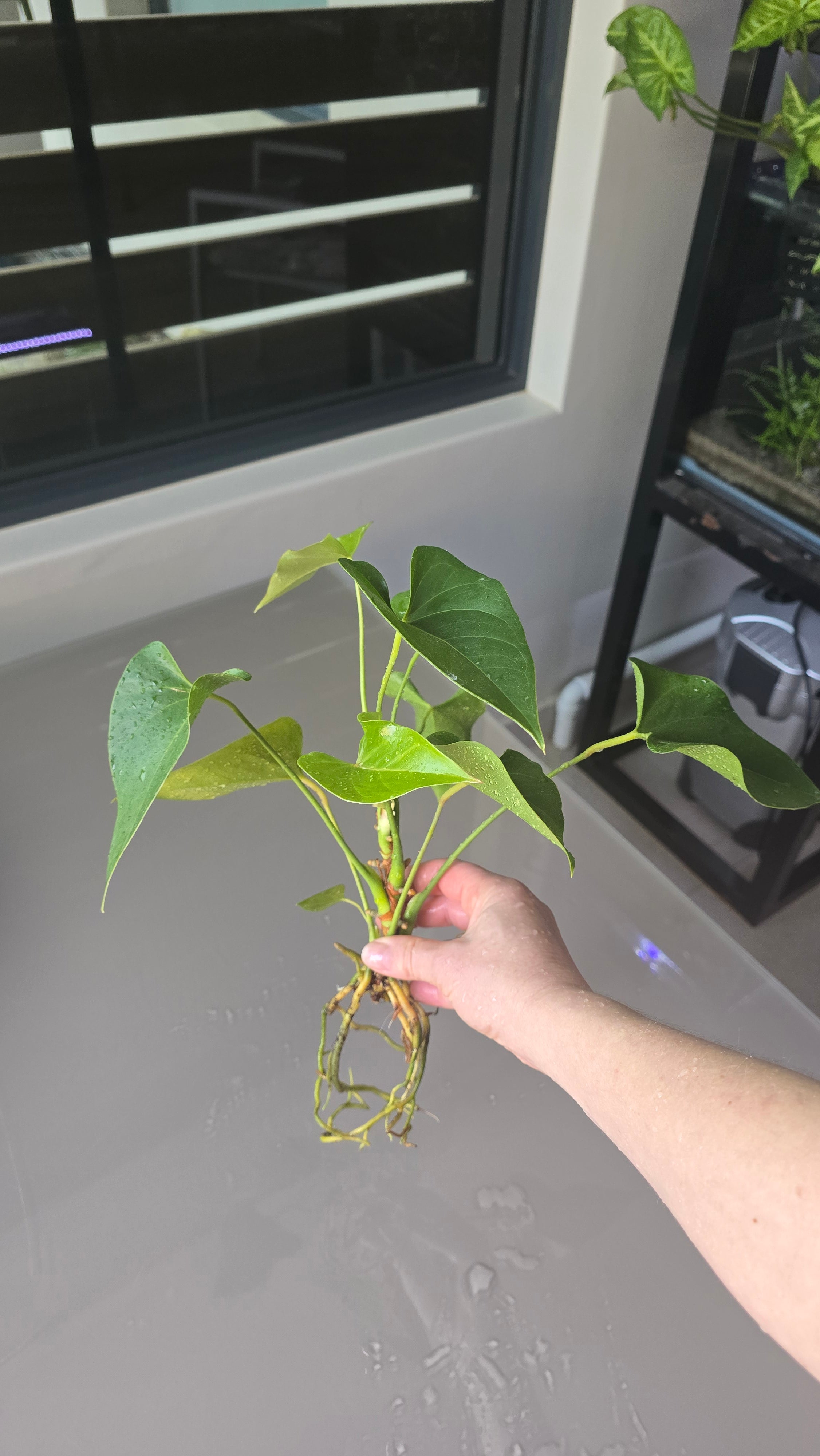 Flamingo Flower (Anthurium)