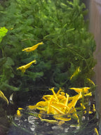 Close-up of yellow 24k gold Neocaridina shrimp in a tropical aquarium fish tank.