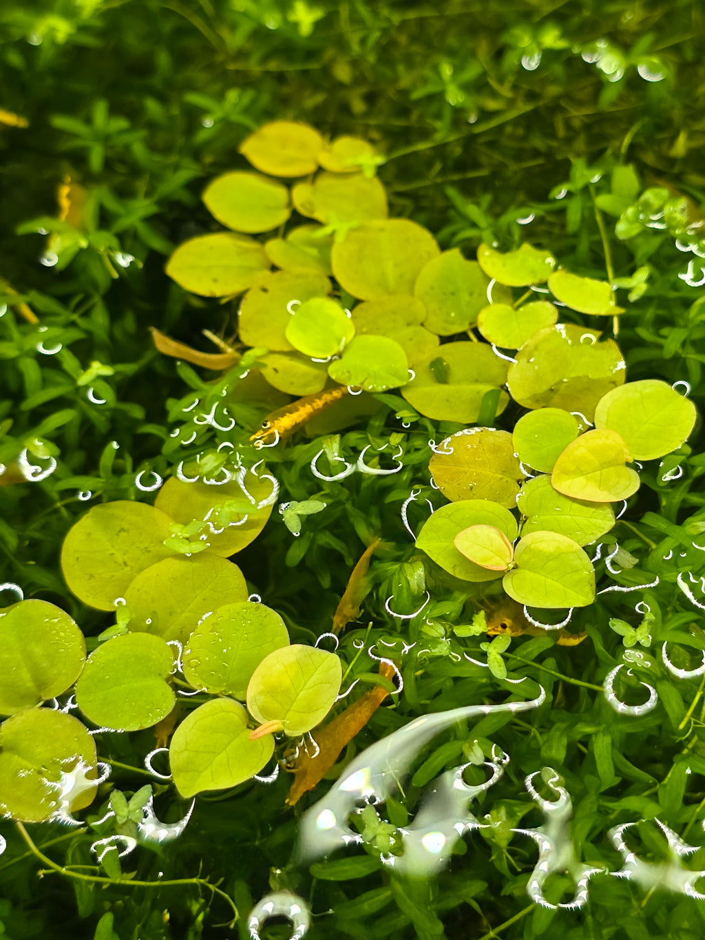 Close-up of green tropical water plants with yellow shrimp. 