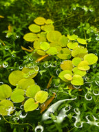 Close-up of green tropical water plants with yellow shrimp. 