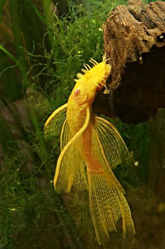 Yellow Albino Bristlenose Pleco Longfin fish in a tropical aquarium setting with plants and a rock formation.