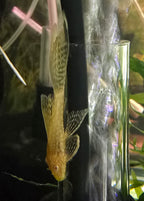 Albino Bristlenose Pleco Longfin Fish swimming in a clean tank with air bubbles