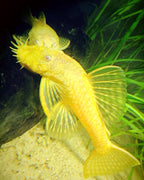 Yellow albino bristlenose pleco fish with unique spiky features in a tropical aquarium setting