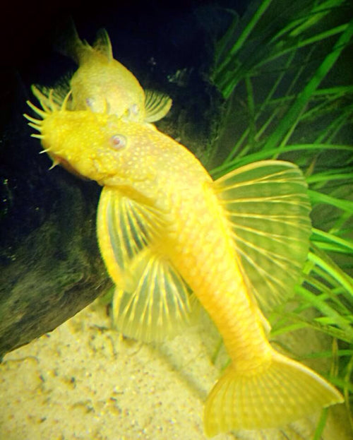 Yellow albino bristlenose pleco fish with unique spiky features in a tropical aquarium setting