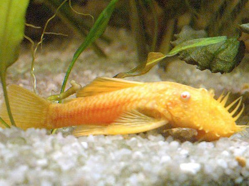 Yellow albino bristlenose plecofish in a tropical aquarium setting with gravel and plants