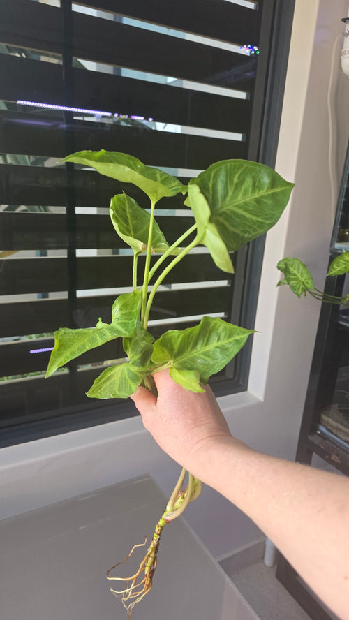Hand holding a green leafy plant in front of a window with blinds.