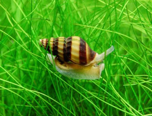 Assassin Snail on green aquatic plants in a tropical fish tank.