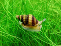 Assassin Snail on green aquatic plants in a tropical fish tank.