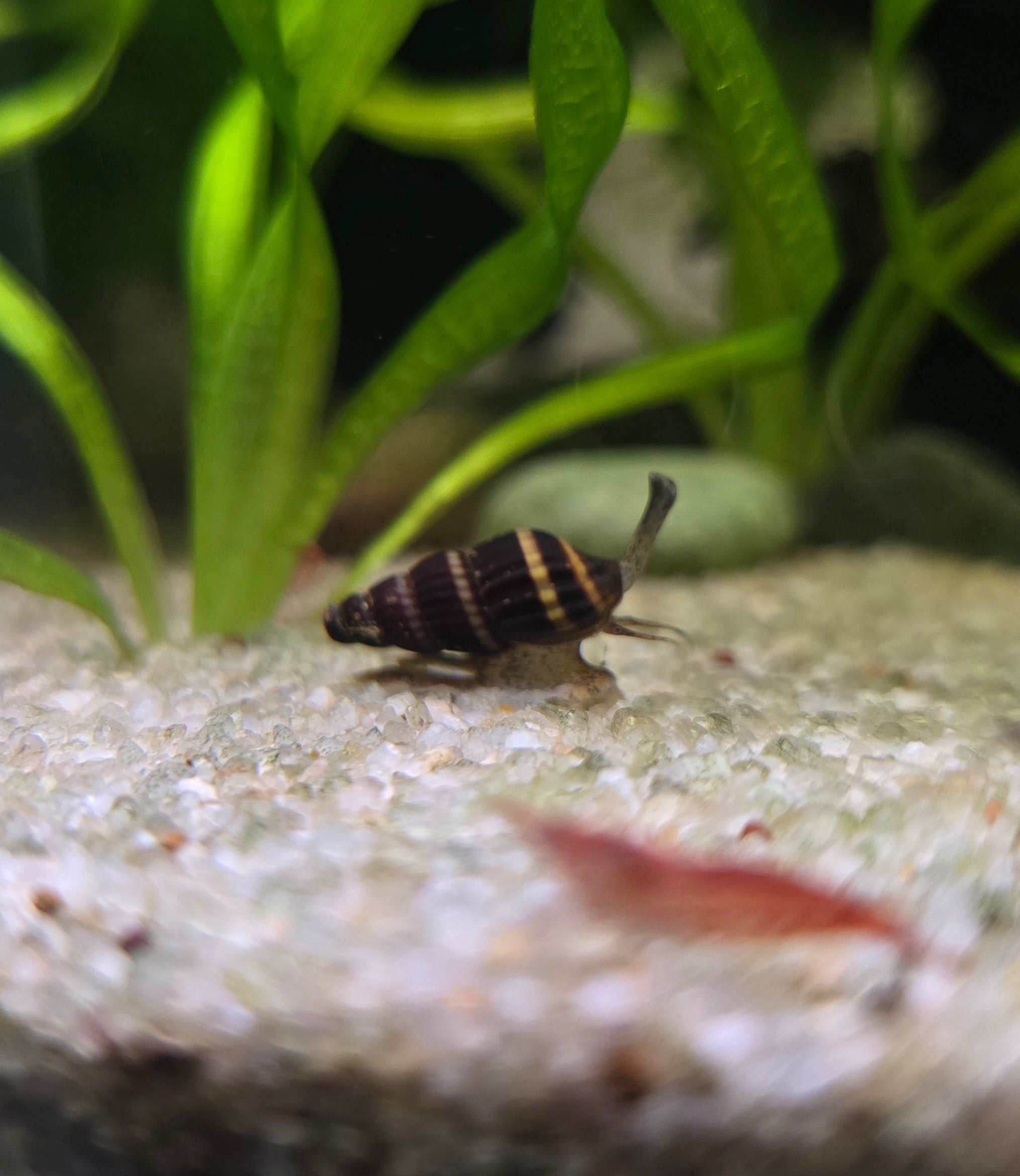 Assassin Snail in a tropical fish tank with green aquatic plants in the background
