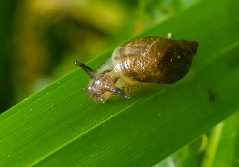 Bladder Snail in a tropical fish tank on a green leaf with a blurred natural.