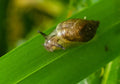 Bladder Snail in a tropical fish tank on a green leaf with a blurred natural.