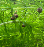 Aquatic plants in a tropical fish tank with small bladder snails on a green aquatic background.