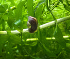 under side of a bladder snail on a green leafy plant in a tropical fish tank