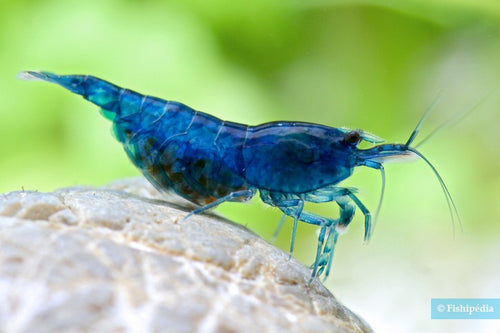 Blue dream neocaridina shrimp on a rock in a tropical fish tank a green blurred background