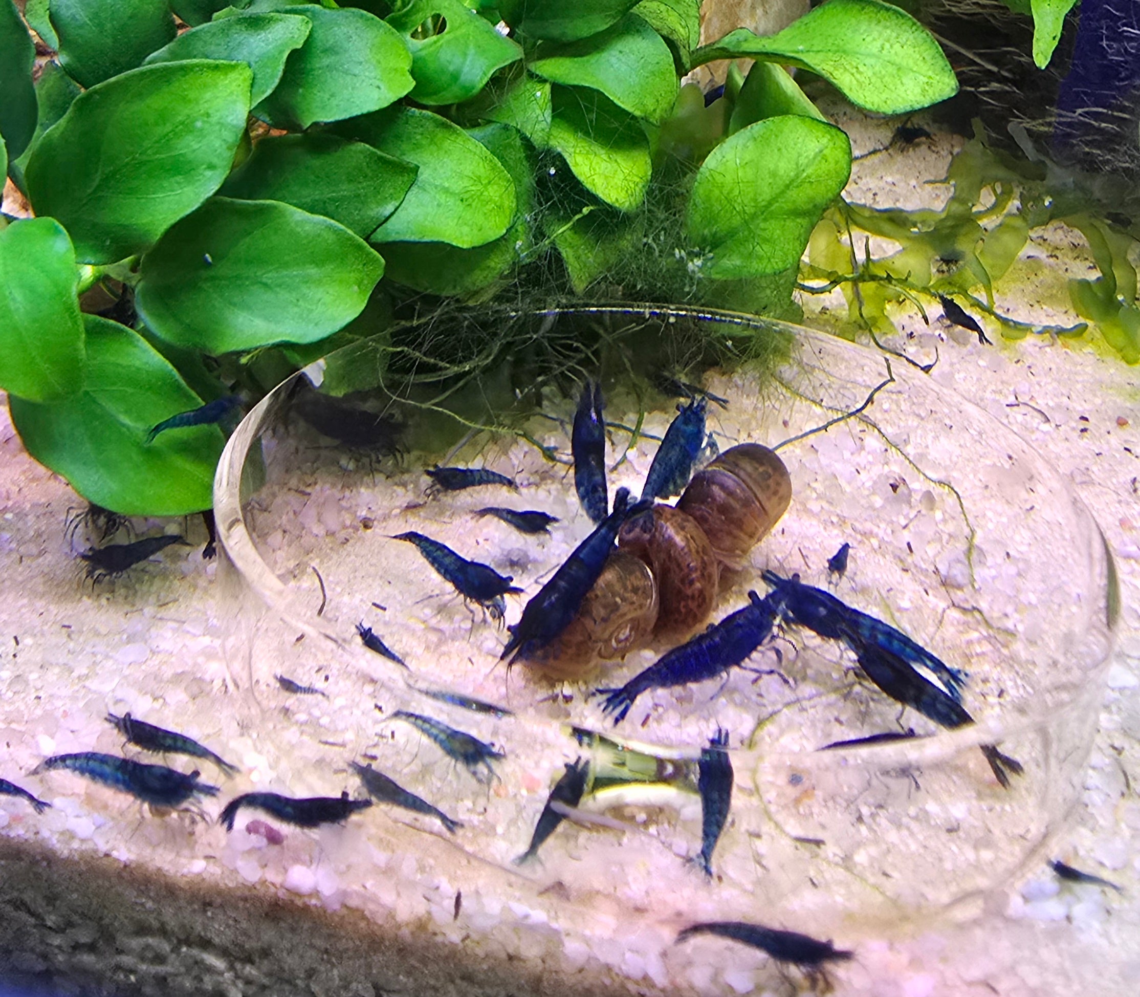Tropical Aquarium with green plants and blue shrimp. 