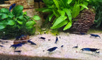 Tropical Aquarium with blue dream shrimp and green plants on a stone background