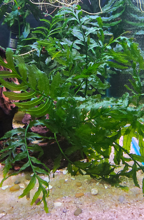Aquatic Bolbitis fern plant in a fish tank. 